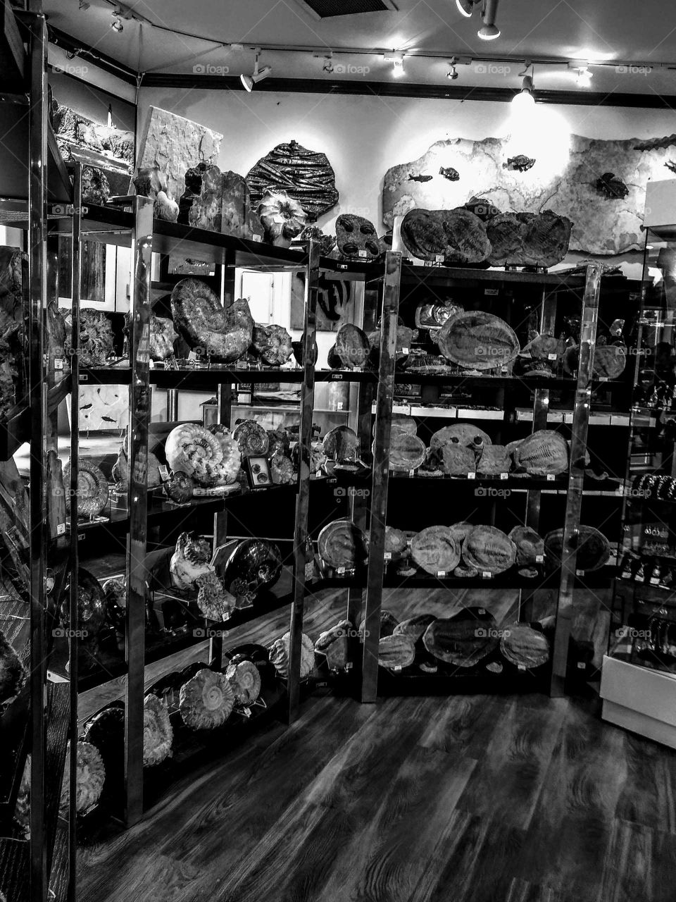 Lovely Black and White of Prehistoric Dinosaur Fossils in Store Setting "Fossil Me Crazy"