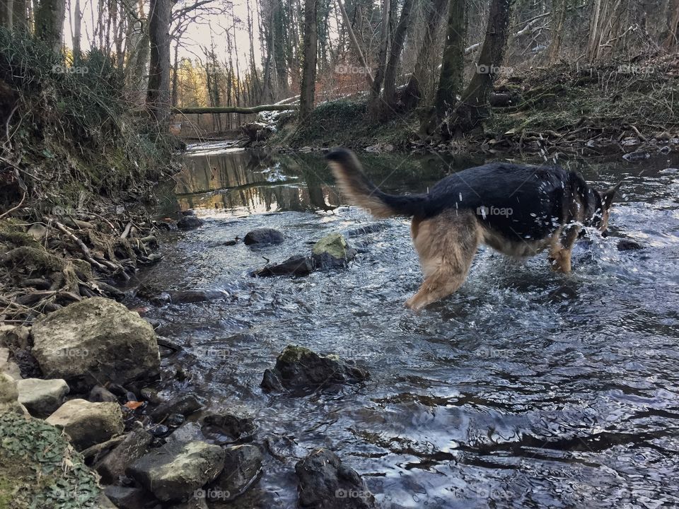 River an Dog