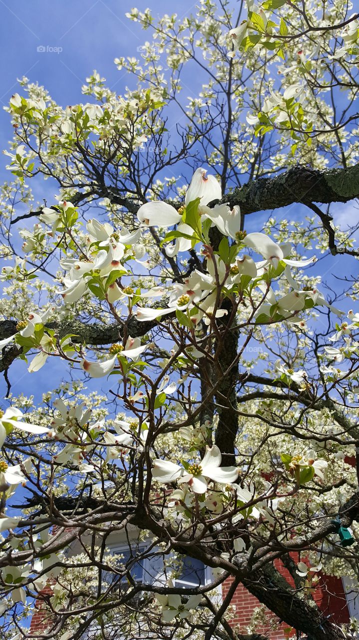 White dogwood blossoms