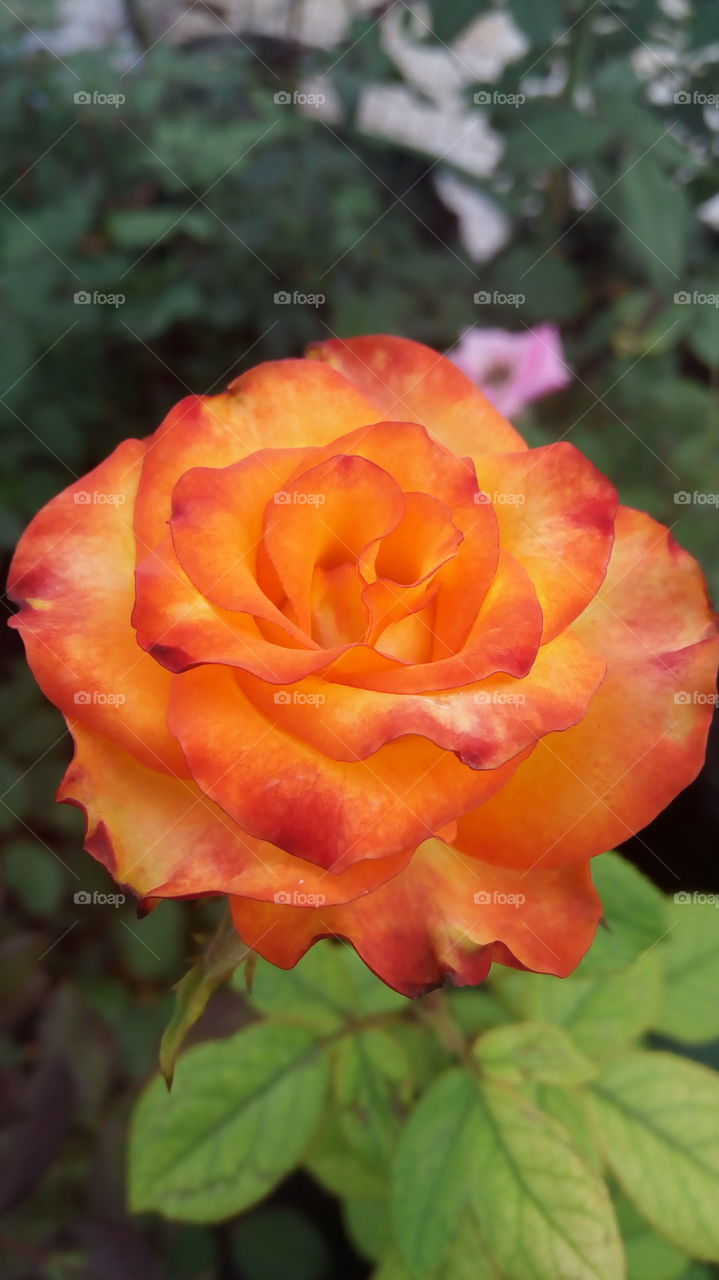 Unique color Rose