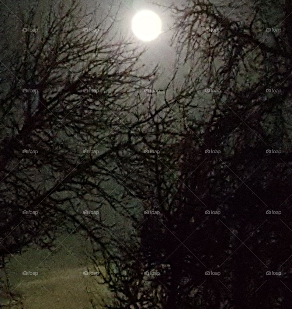 Full Moon During Winter
