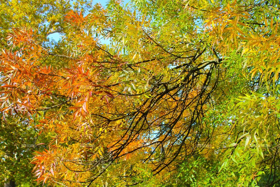 A close-up view of a treetop in autumnal yellow-orange-green colors.  Beautiful autumn scene