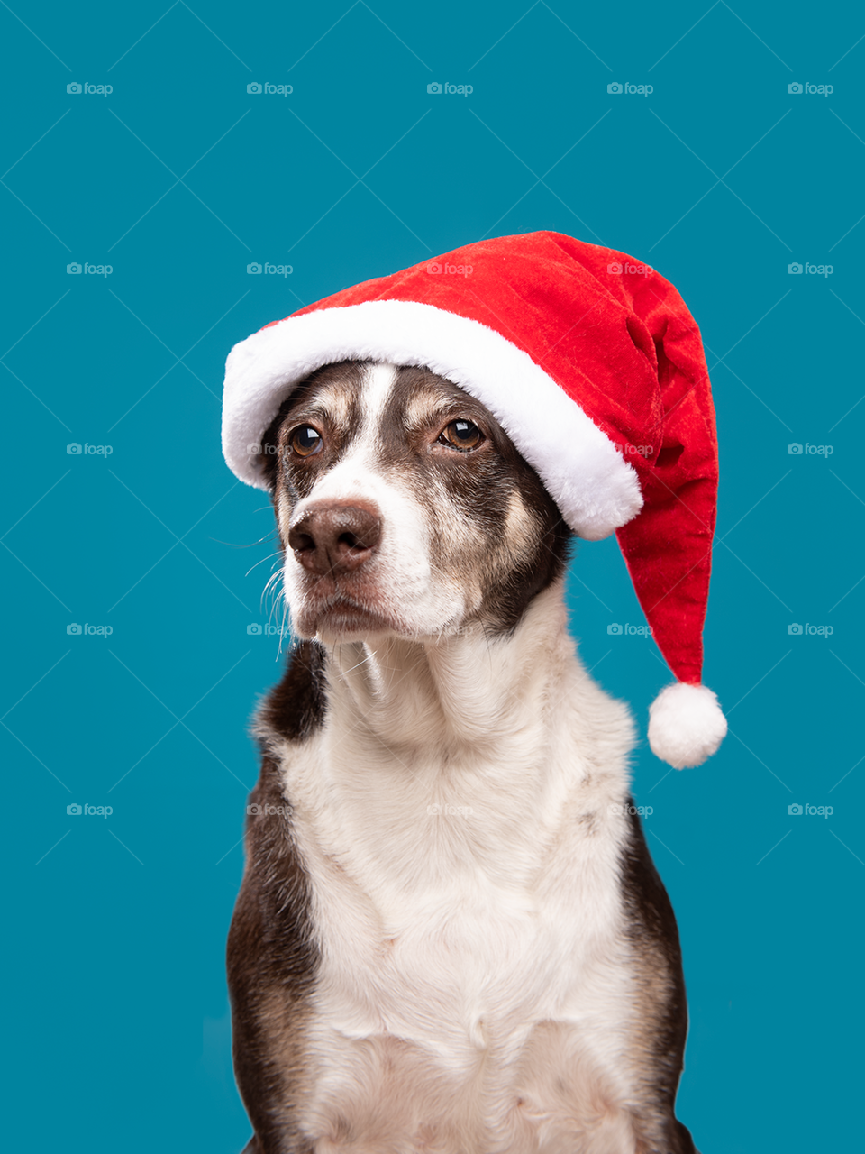 Santa dog - Christmas - Xmas studio