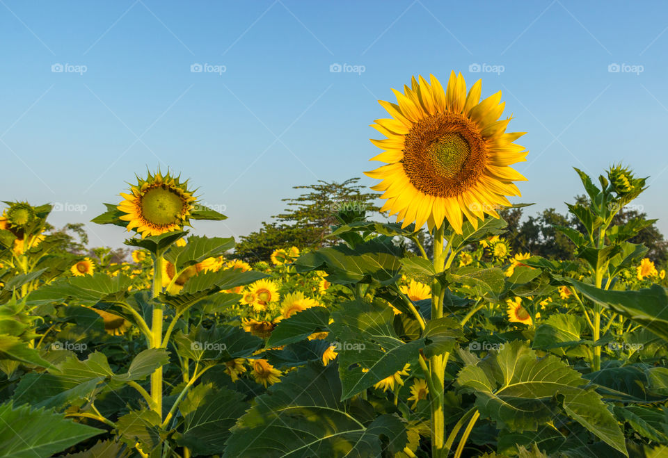 The sunflower in Thailand and So beautiful 😍