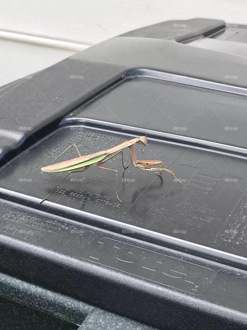 lovely little guy decided to defend our trash 