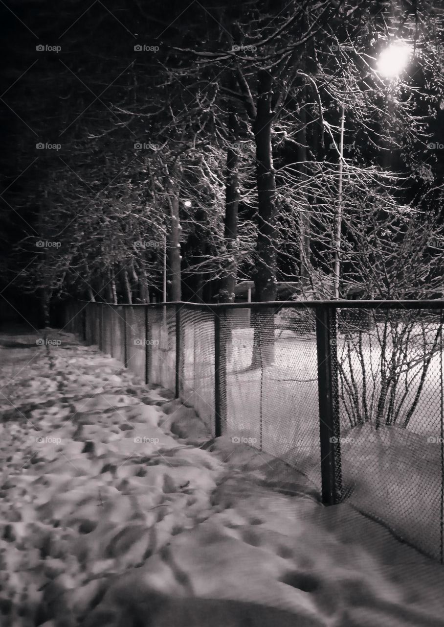A path leading into the forest