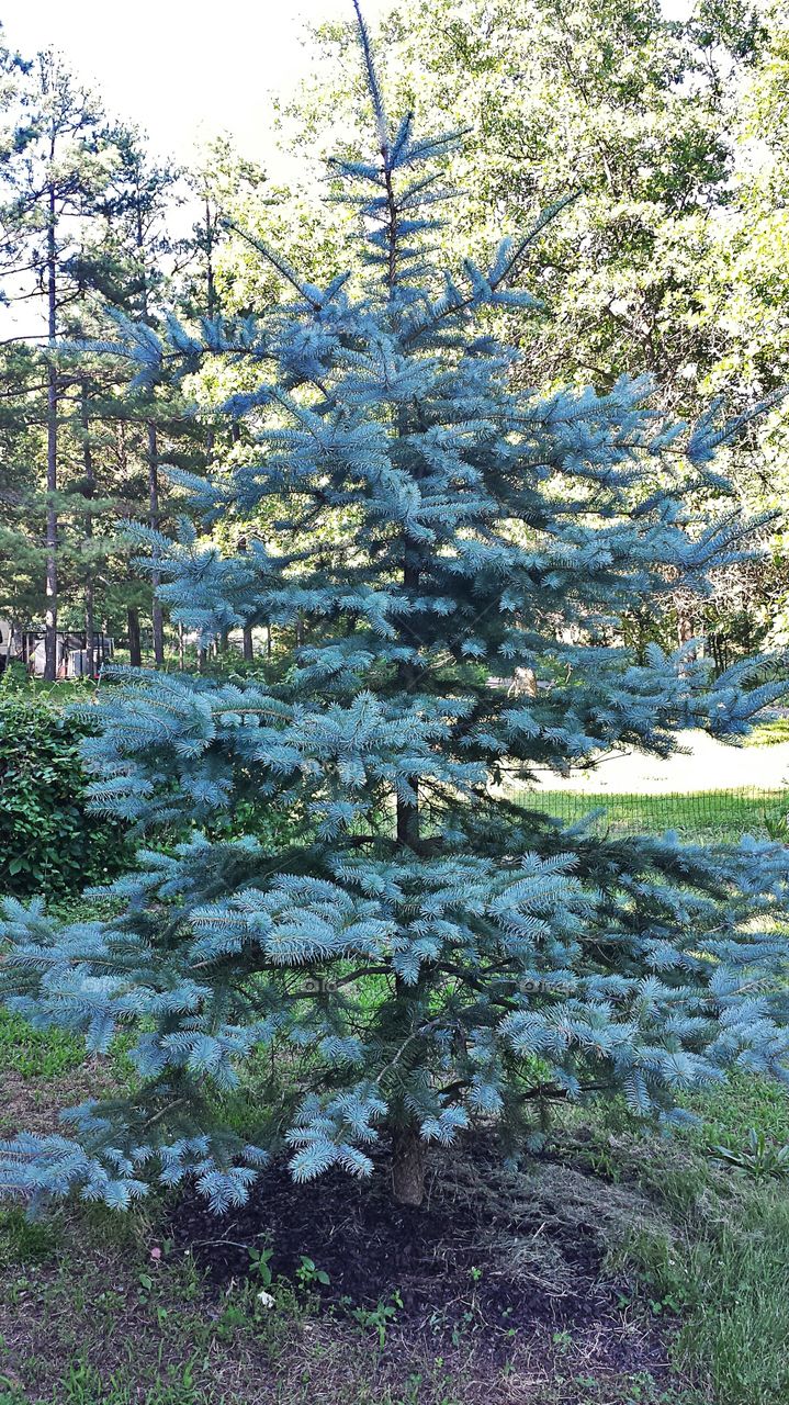 Tree. Evergreen