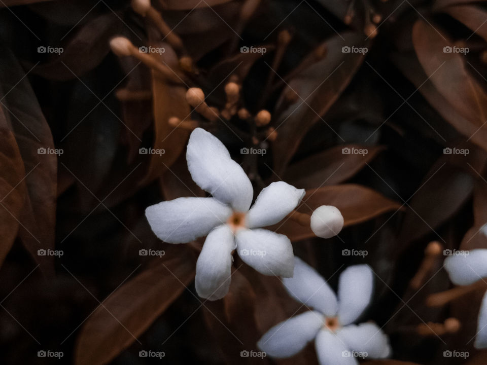 white flower with brown background