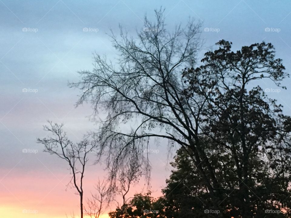 Tree silhouette 