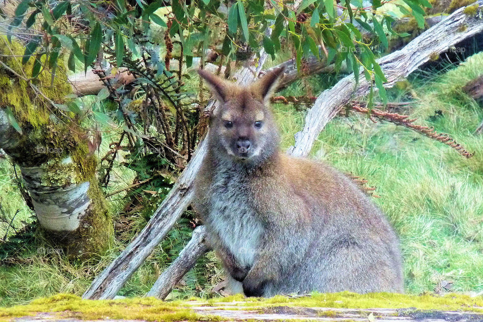 Wallaby spotted in Cradle Mountain National Park
In Tasmania
