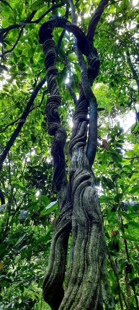 giant vine - Mata Atlântica  - Brazil