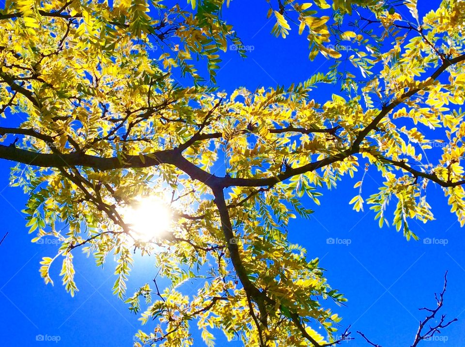 Sunshine in tree