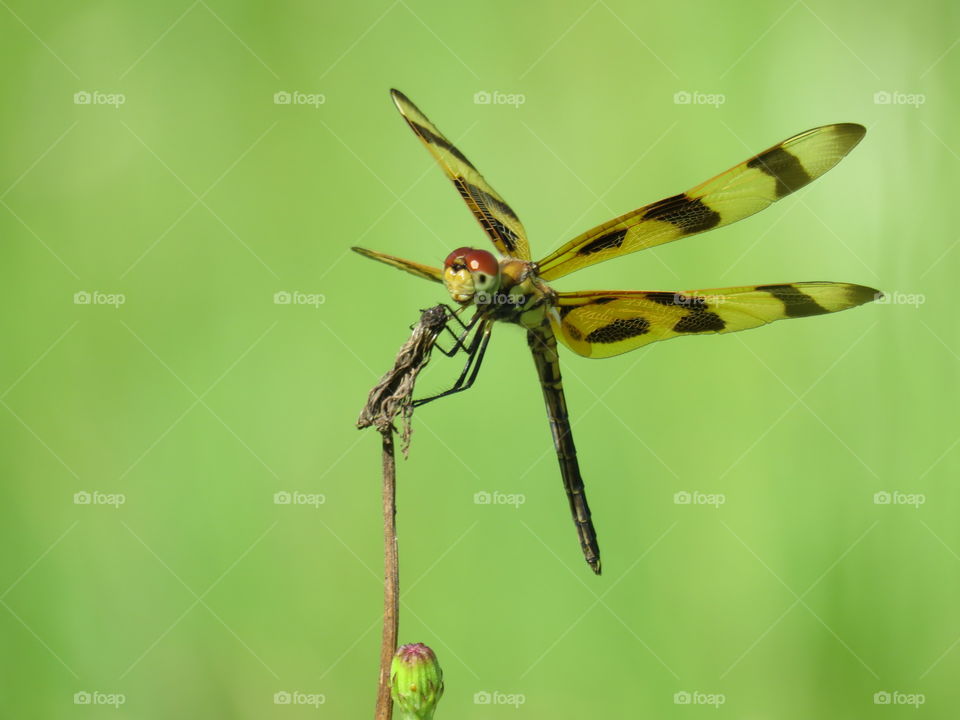 Halloween Pennant dragonfly
