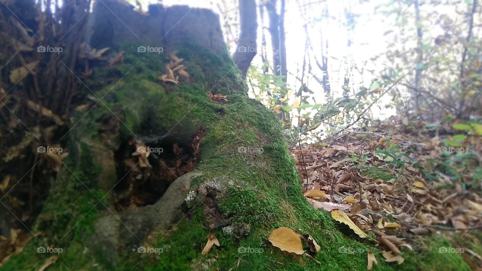 Autumn killed summer with softest kiss