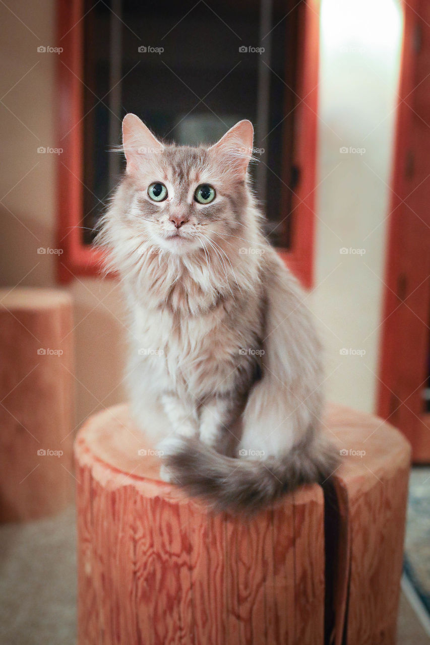 Small grey cat sitting on a log table bench