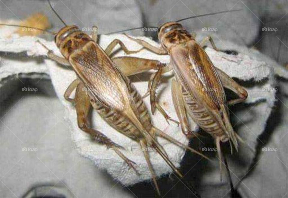 Cockroach night