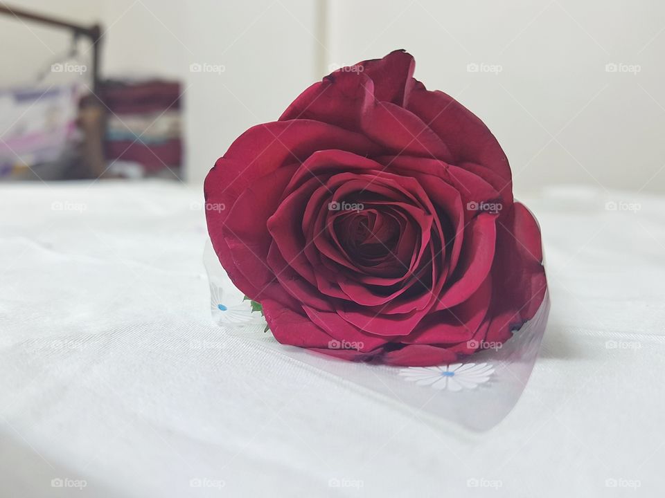 Red Rose Symbol Of Love :)