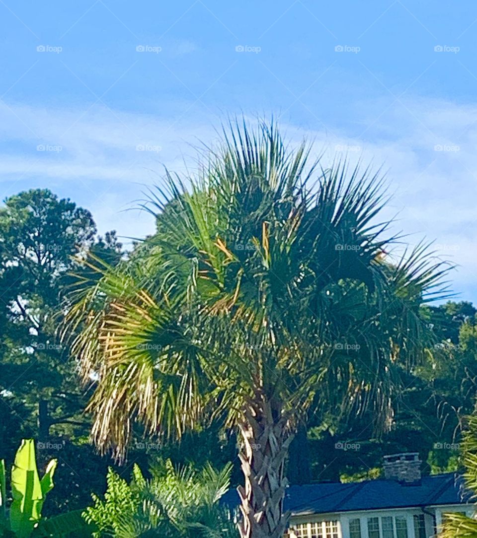 Palmetto 