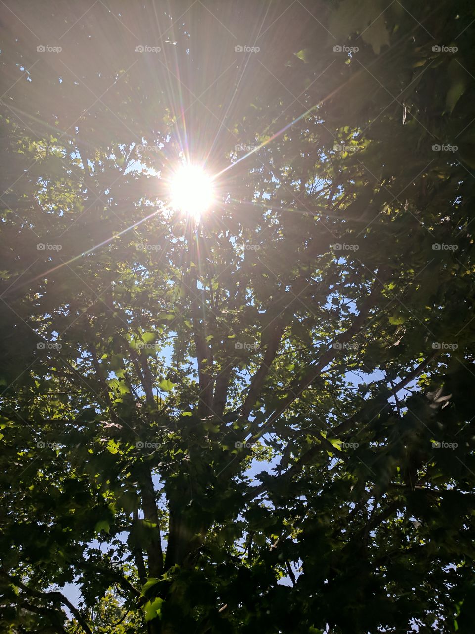 Sunny Days Through Shady Leaves