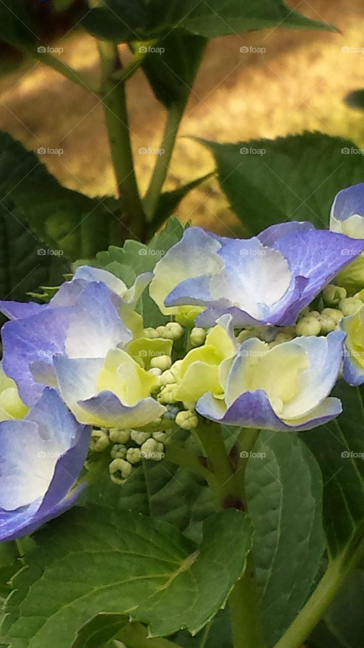 hydrangea