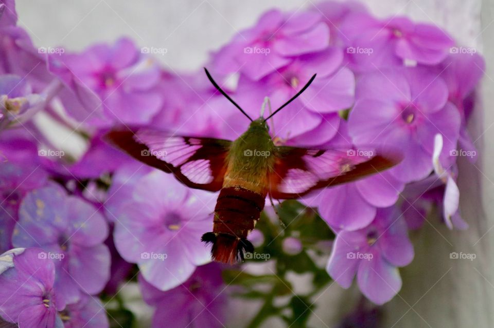Hummingbird Clearwing Moth in the garden 