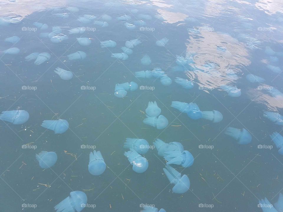 Jellyfish at Bribie Island