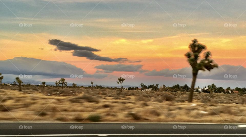 Joshua trees and clouds