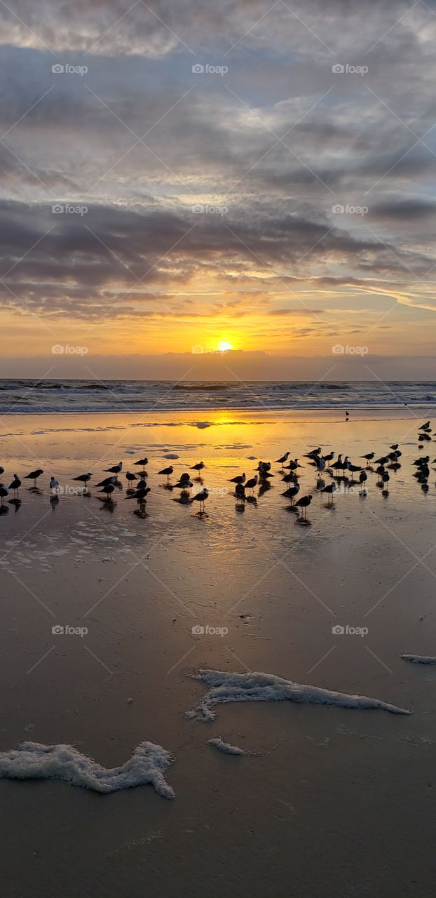 Beach sunrise with birds