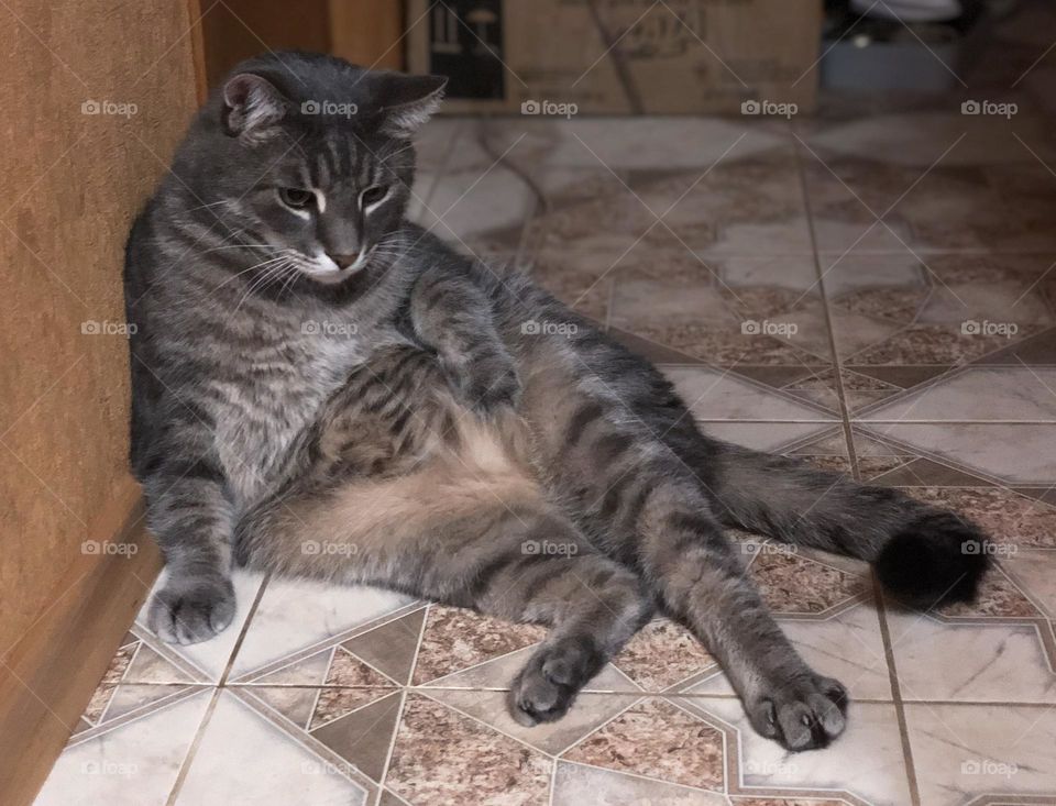 Cat sits on floor 