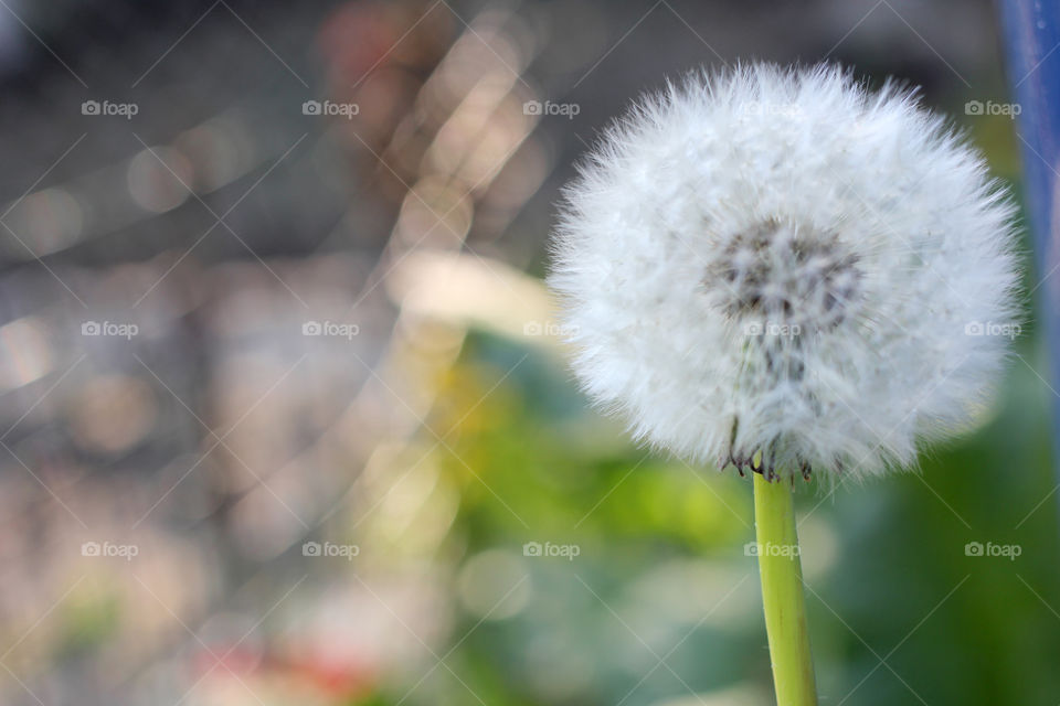 Dandelion, flower, vegetation, plants, meadow, meadow, village, sun, summer, heat, nature, landscape, still life, yellow, white, beautiful, furry,