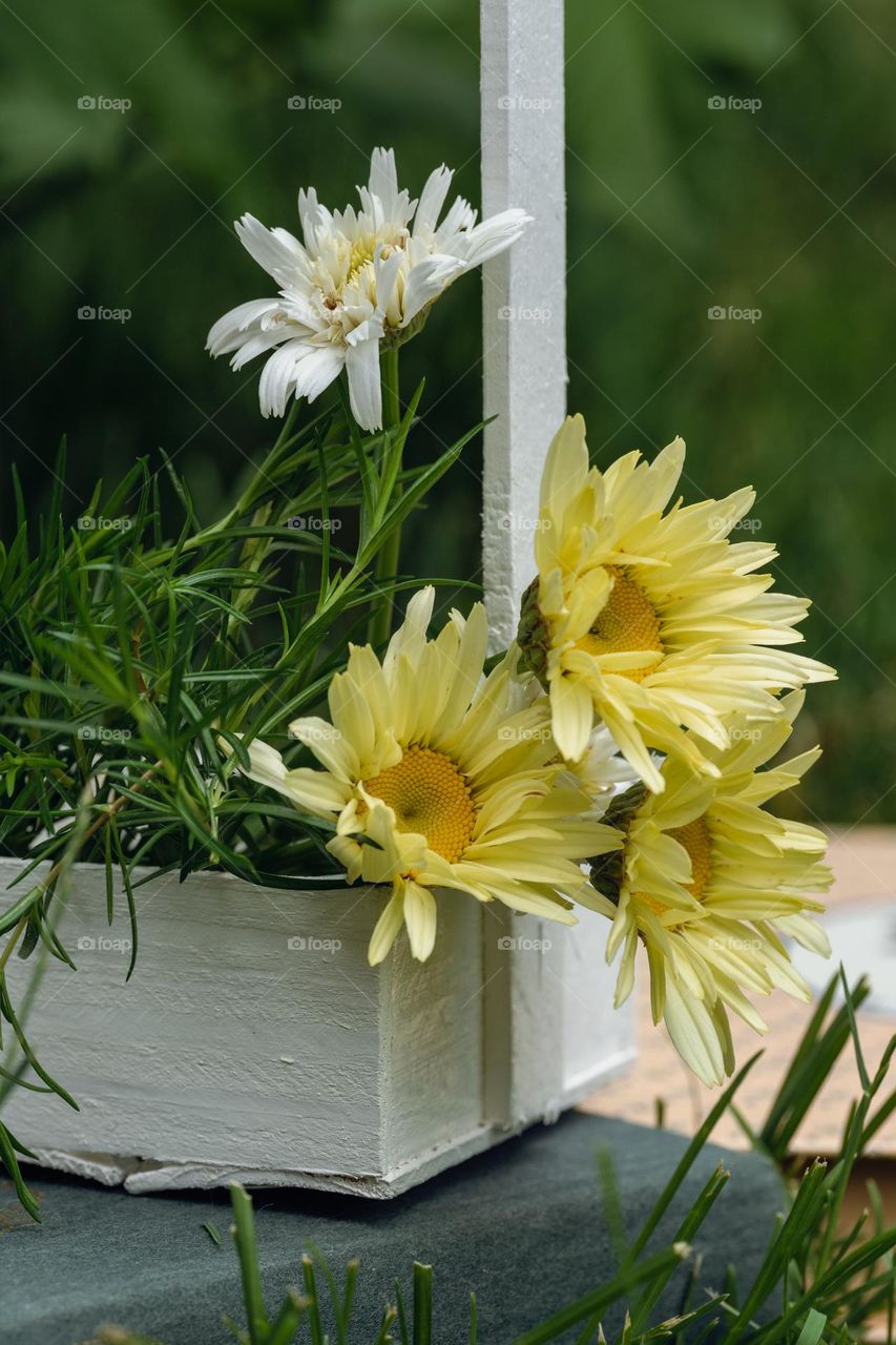 Daisies in white wooden box, summer flowers 