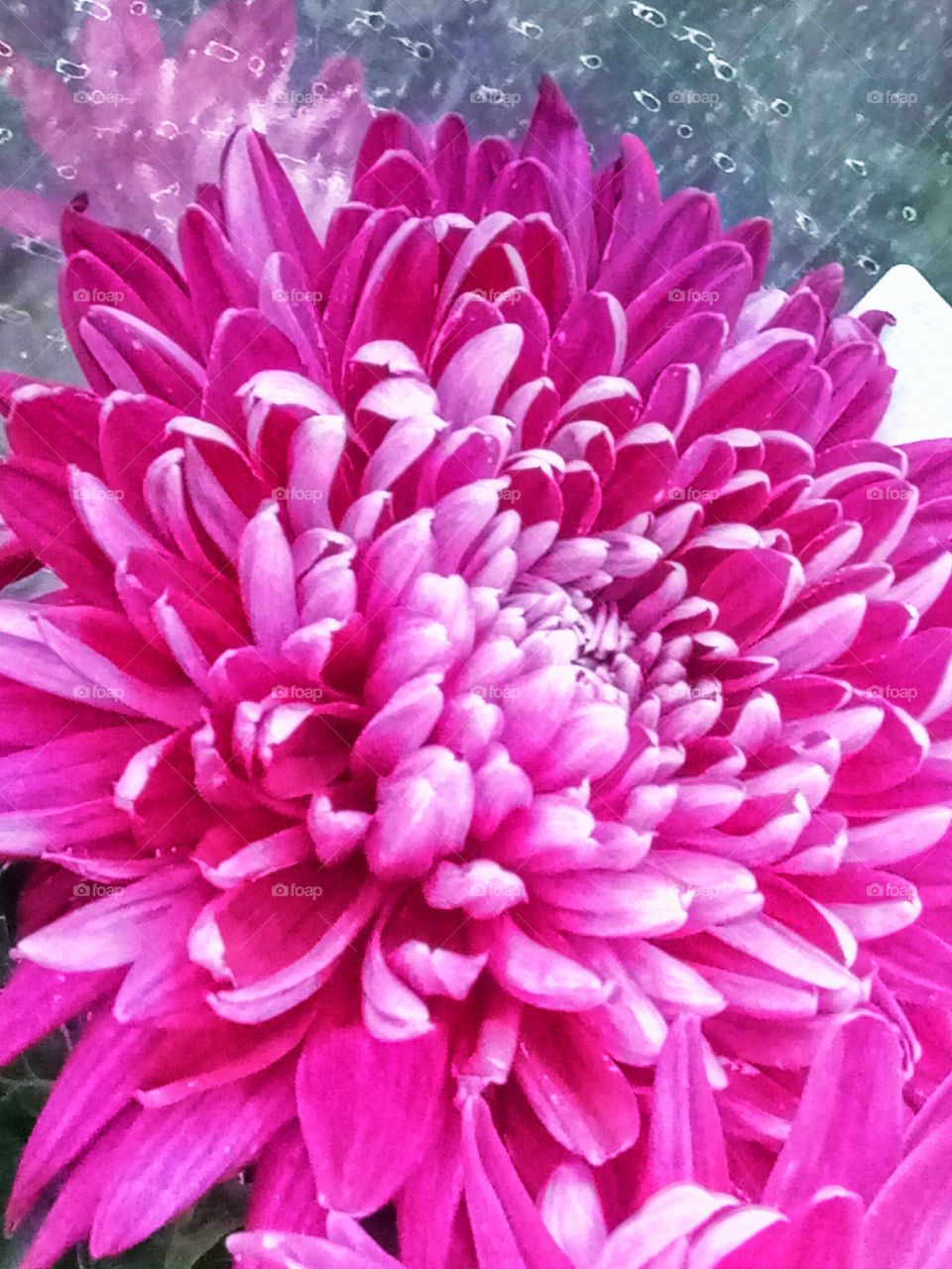 хризантема