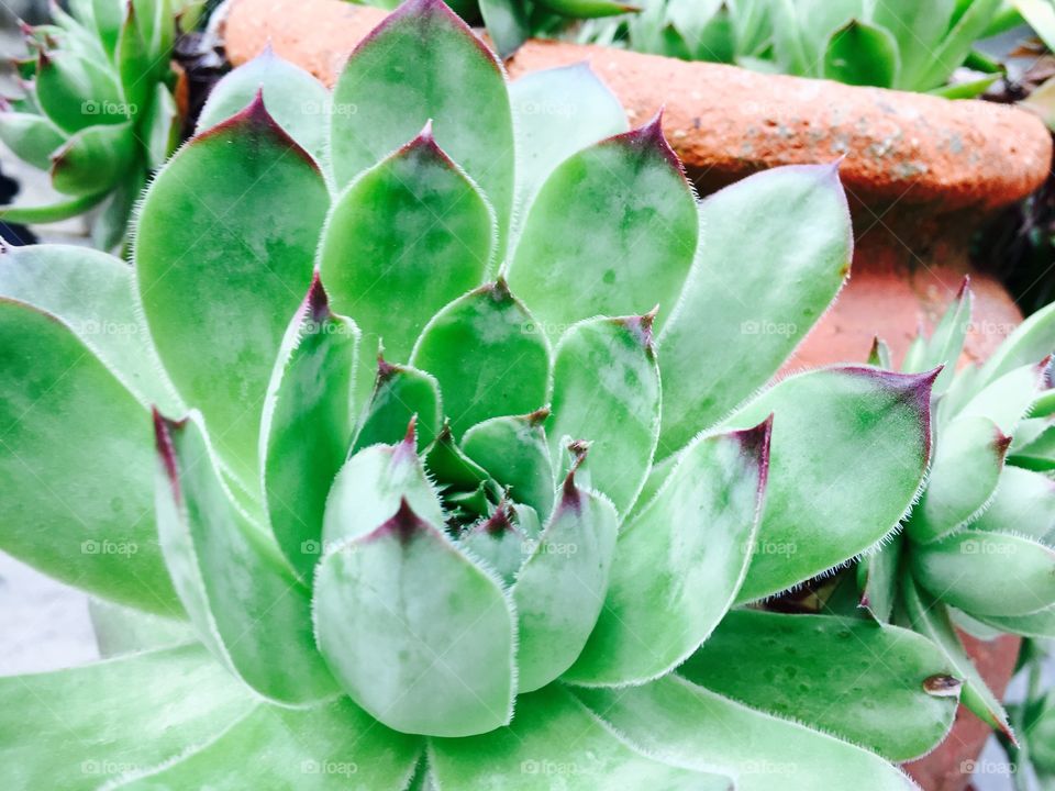 Succulent flower. Chicks and hens 