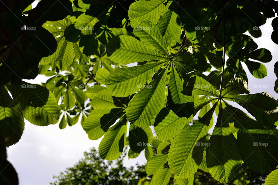 leaves in sky