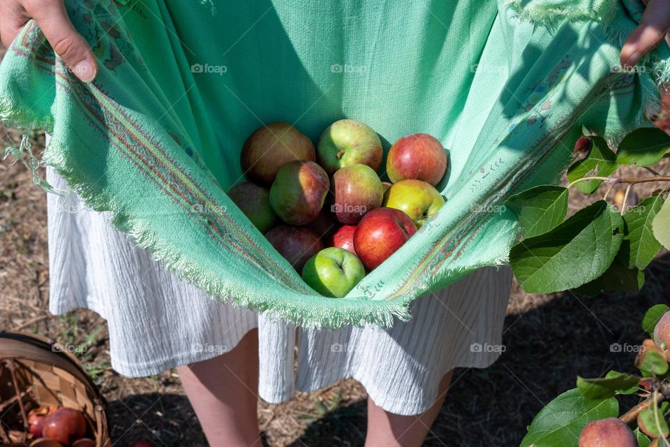 Complementary Colors, Red Apples on Green Background