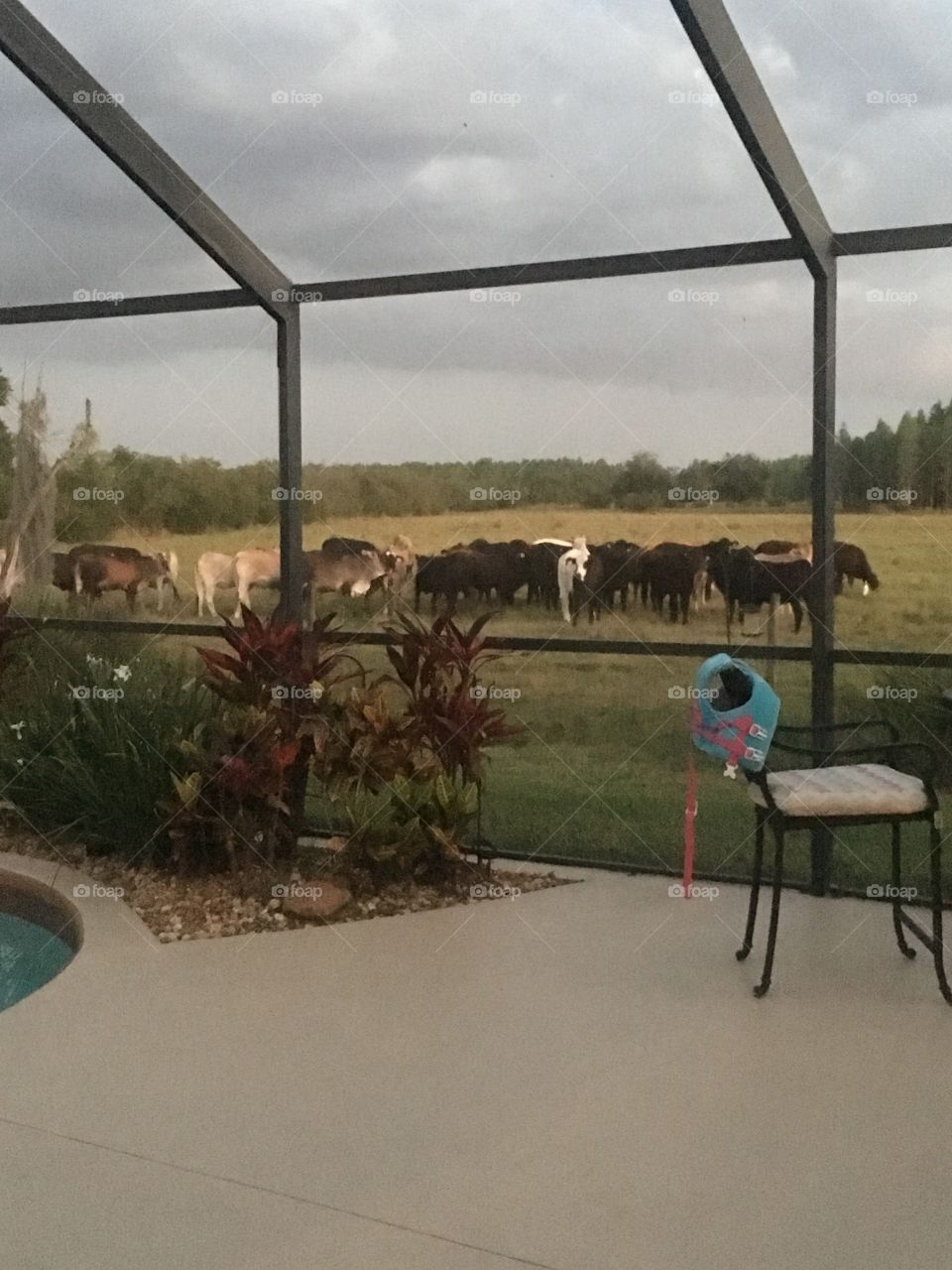 Cows in my backyard 