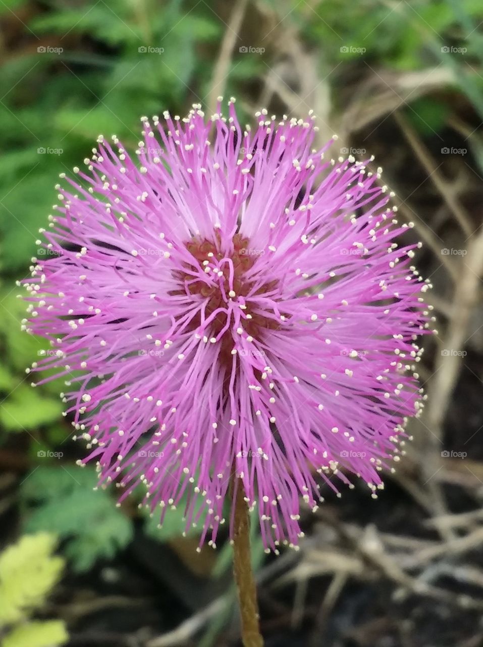 Close-up of wild flower