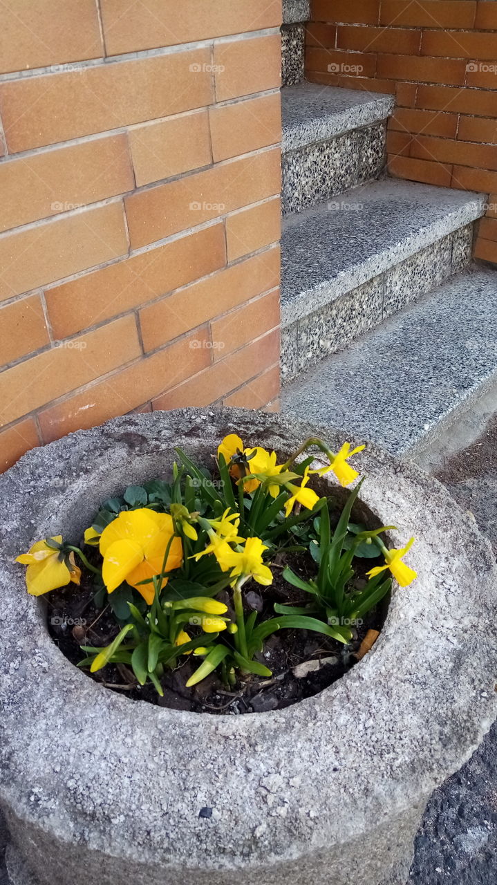 Altenburg, Narzissen