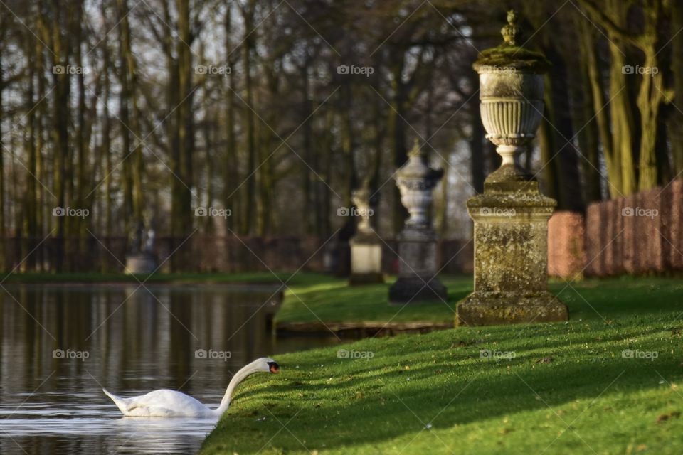 Swan in a park