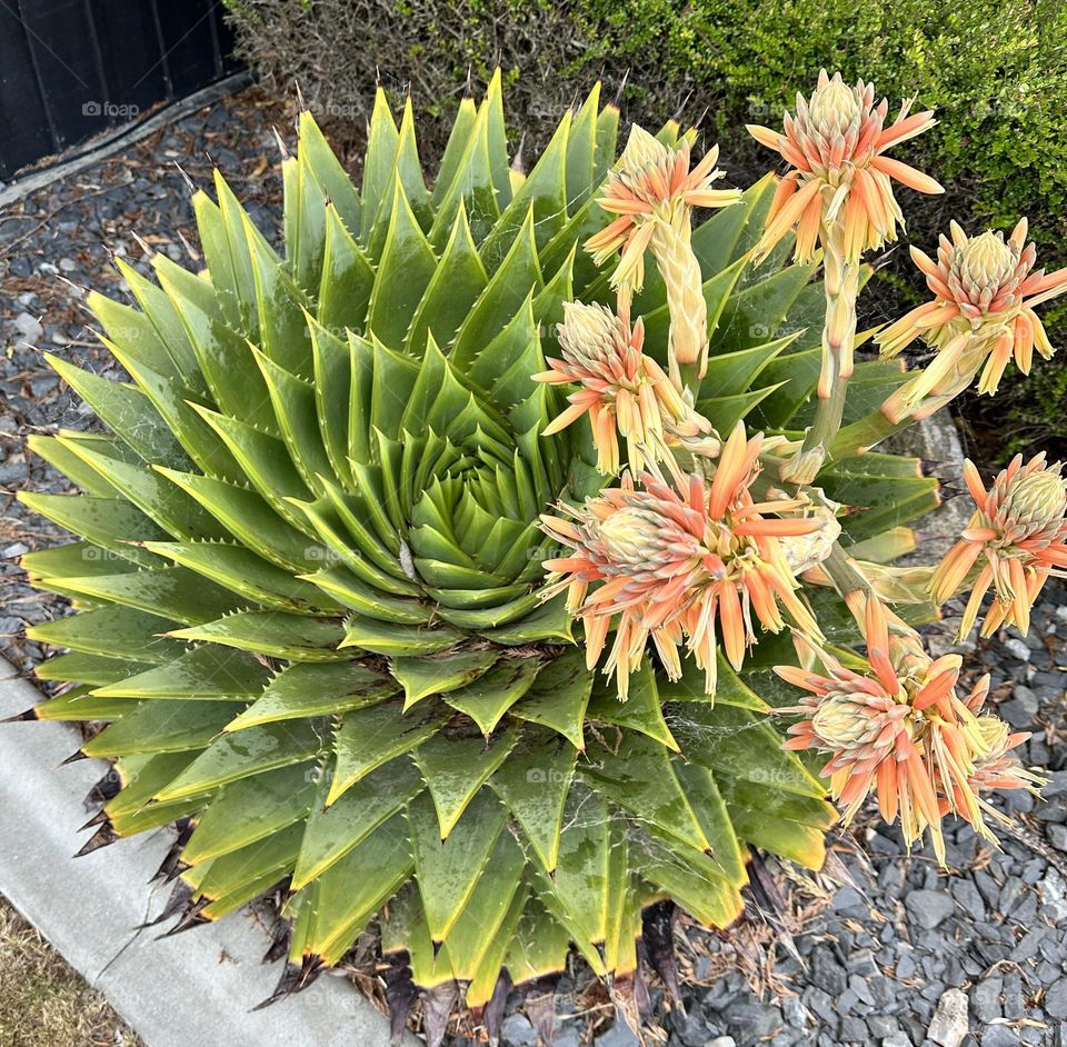 Aloe polyphylla showing it Koru (spiral) pattern and it’s flowering stem of orange and yellow hues