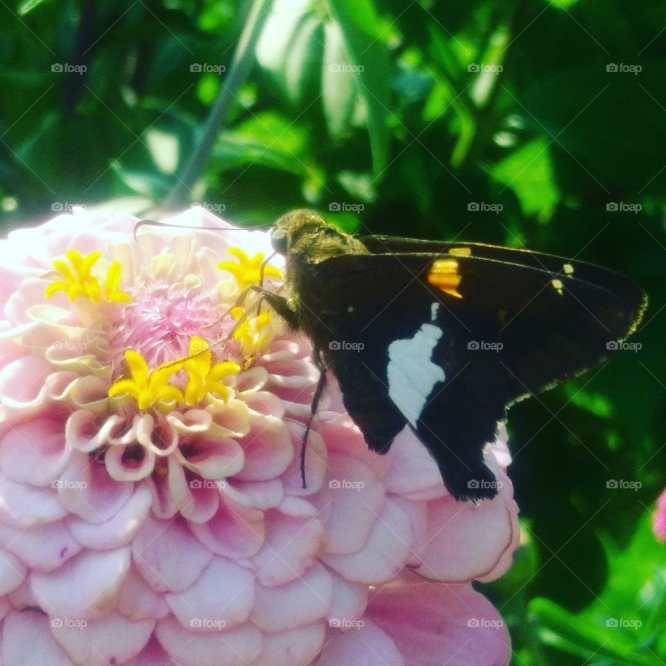 Nature, Butterfly, Flower, Insect, Garden