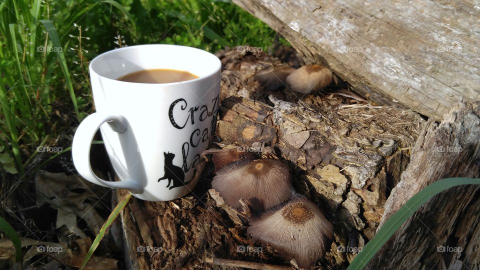 Morning Coffee with Nature