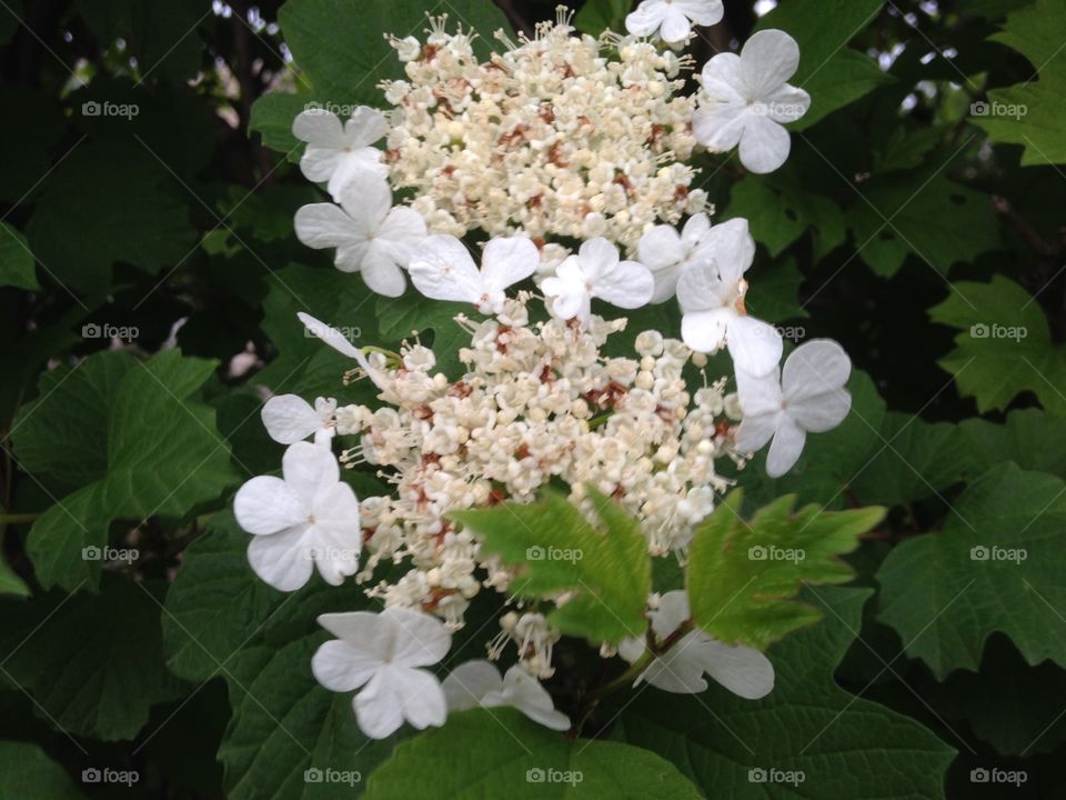 калина. калина