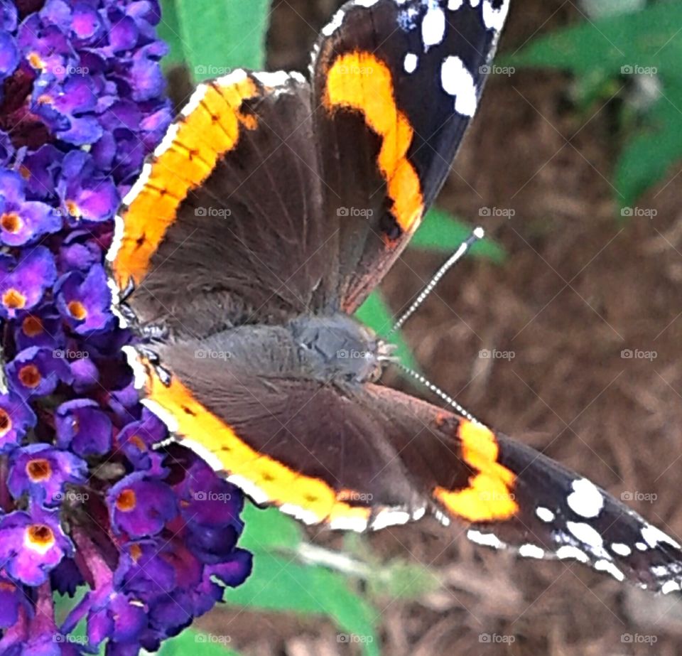 Butterfly. Loving the flowers.