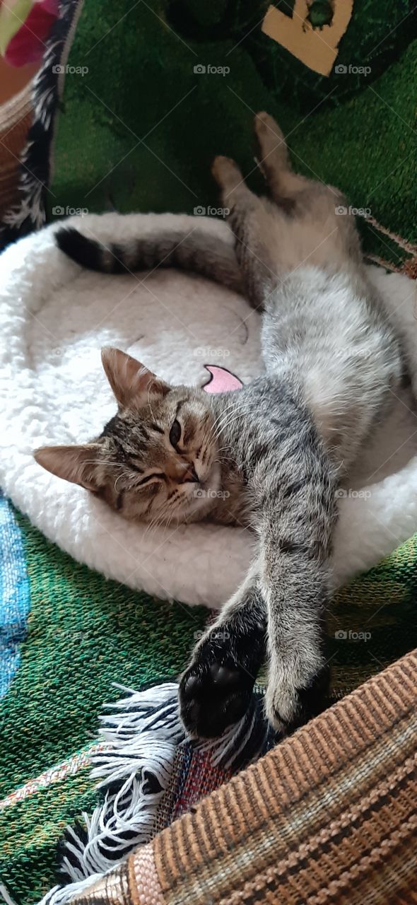 Мне  лень встать.   Доброе  утро!