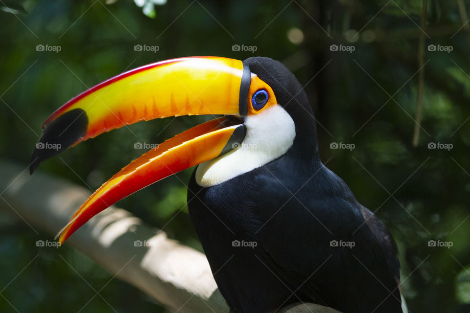 Nature of Brazil - Toco Toucan.