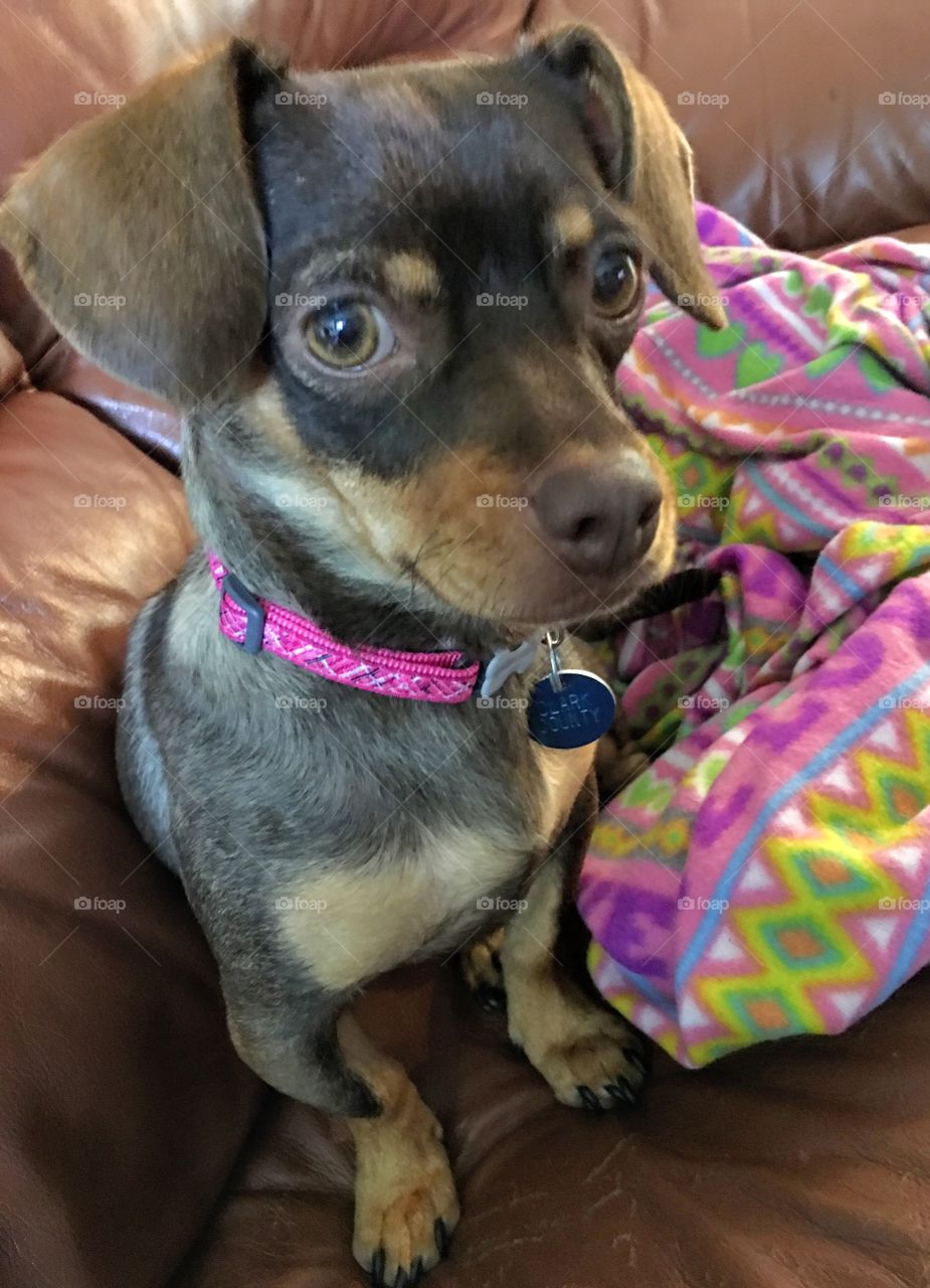 Brown Dog sitting down on a couch 