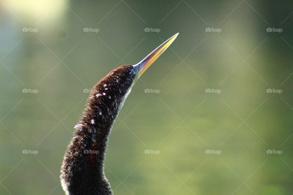 Anhinga Head and Neck 