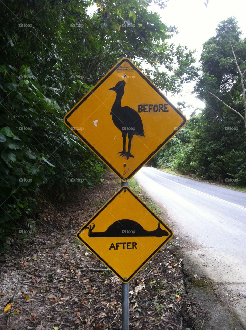 Famous sign as you enter the Daintree Rainforest.. The top sign is to warn you of Cassowaries. The second sign was a "speed bump" sign that someone defaced lol
#aussiehumour 