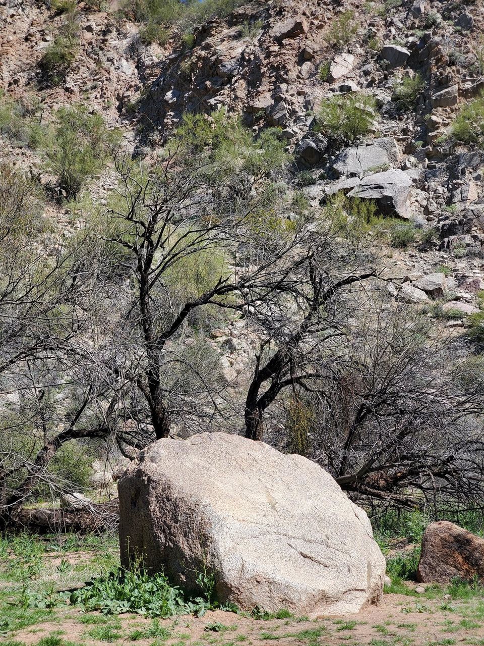 Boulder in Arizona Desert